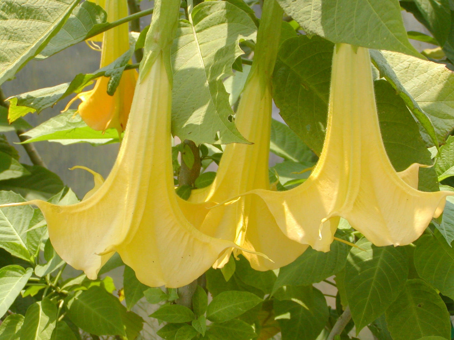 Datura 'Ballerina Yellow'