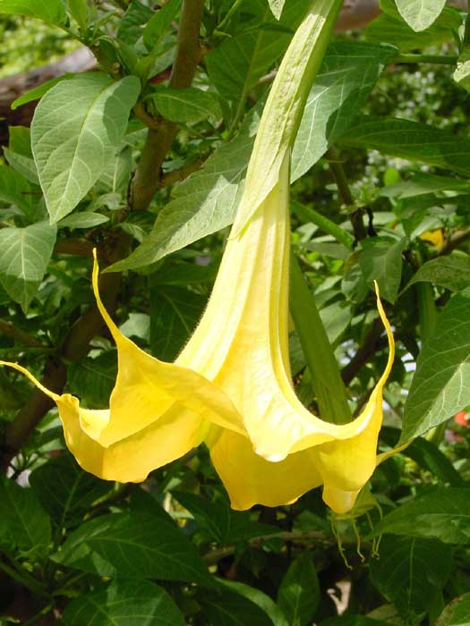 Datura 'Ballerina Yellow'