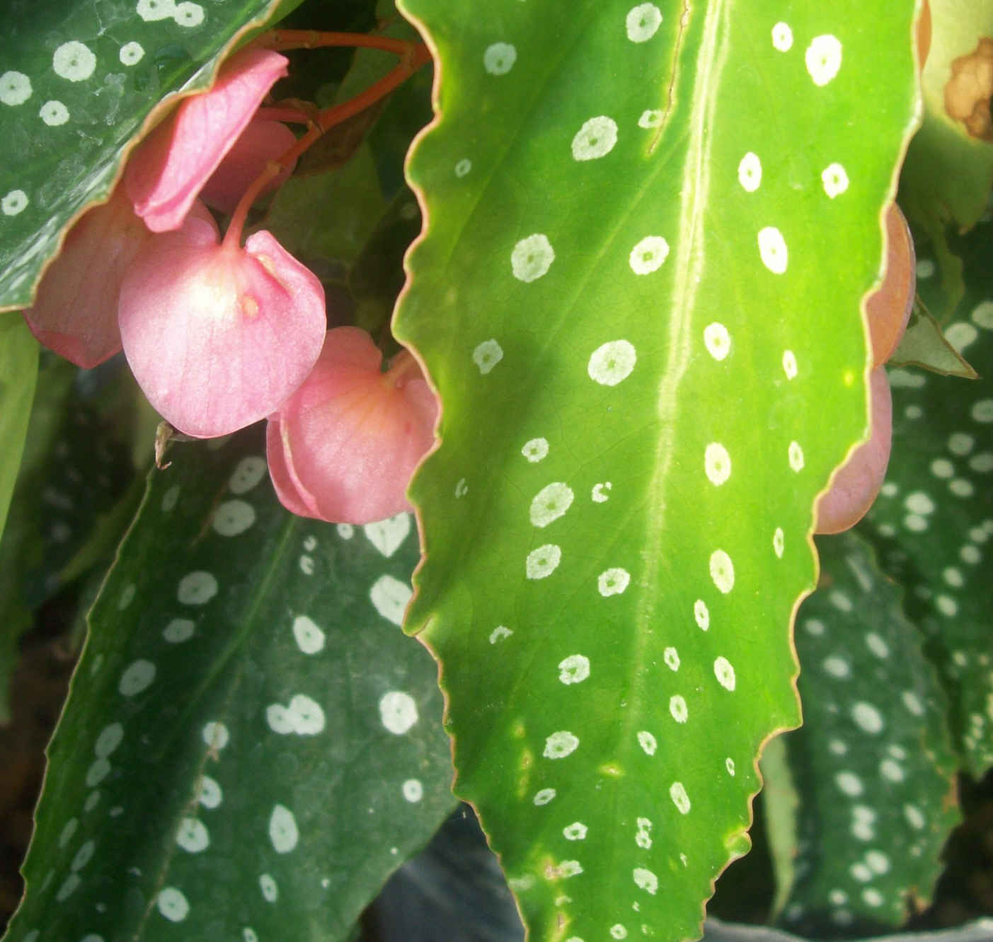 Angel Wing Begonia "My Special Angel"