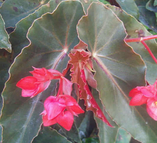 Angel Wing Begonia "Torch Red"