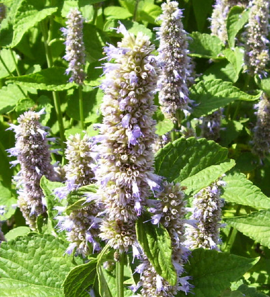 Anise Hyssop