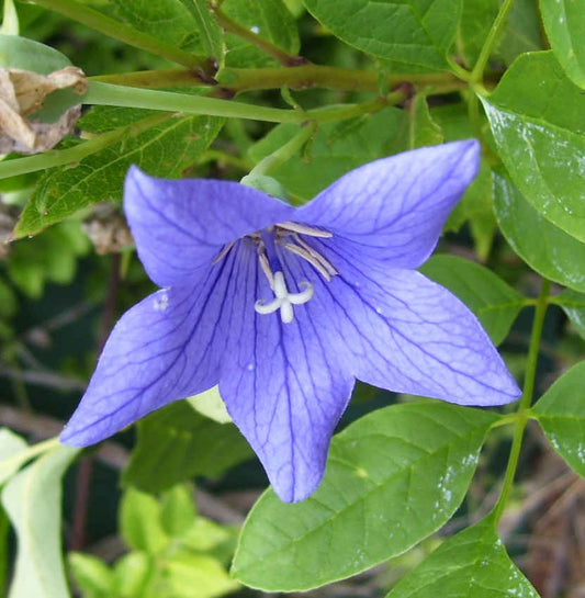 Balloon Flower