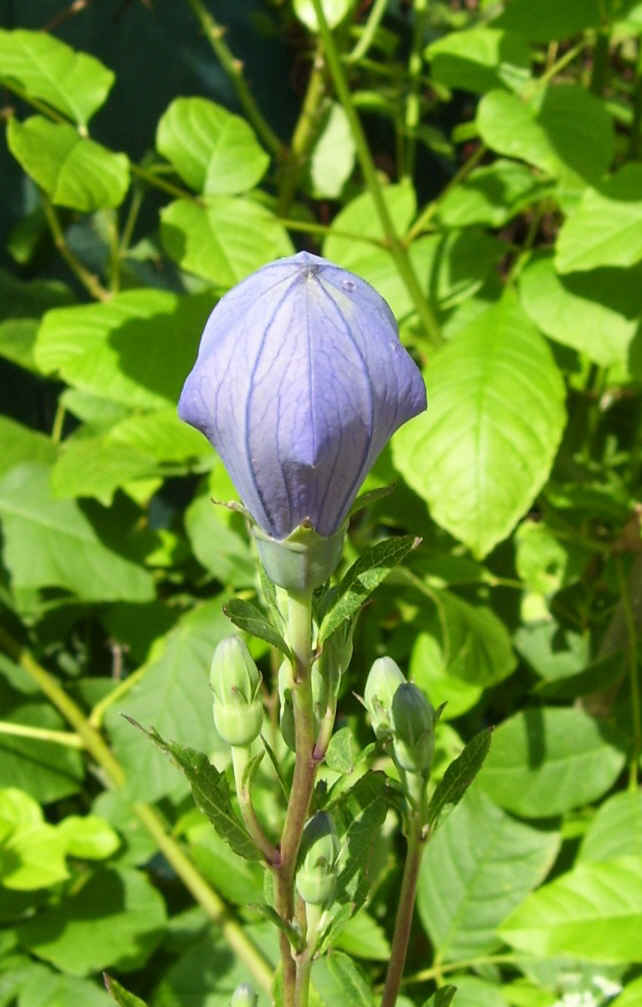 Balloon Flower