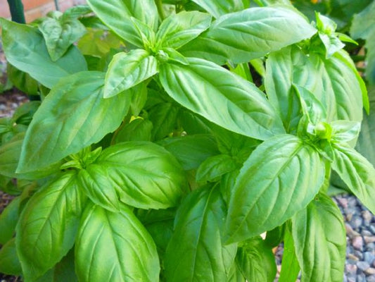 Basil, Sweet