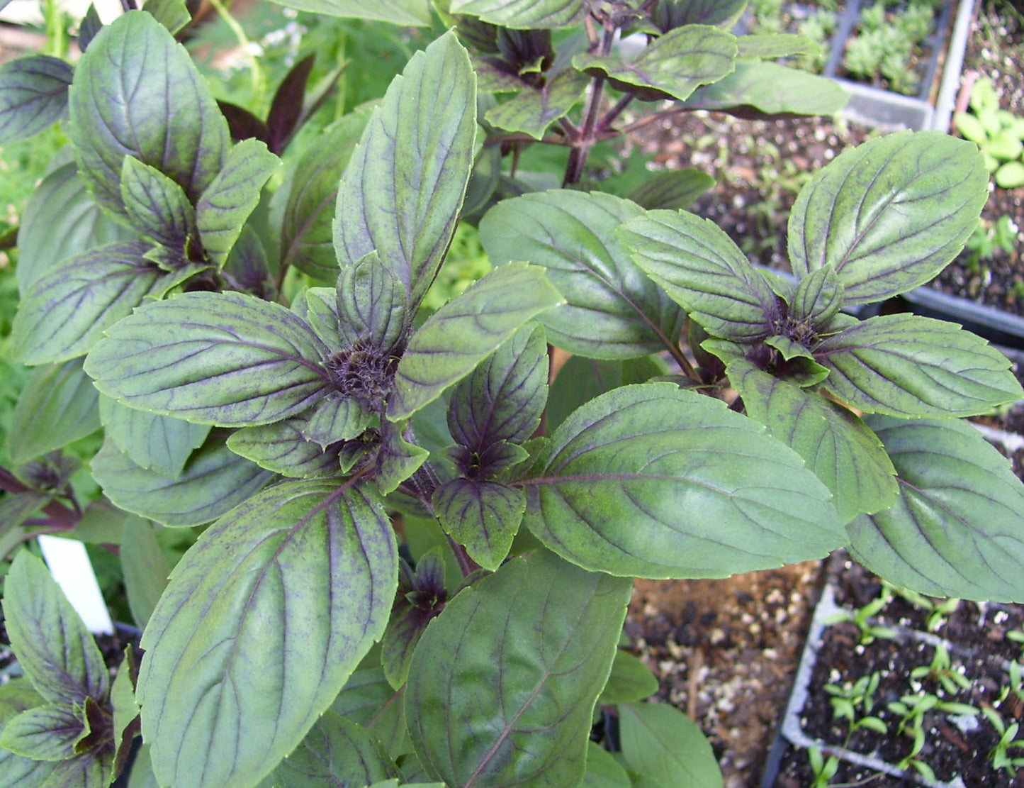 Basil, African Blue