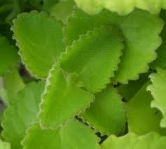 Thyme, Broad Leaf  (JamaicanThyme/Cuban Oregano)