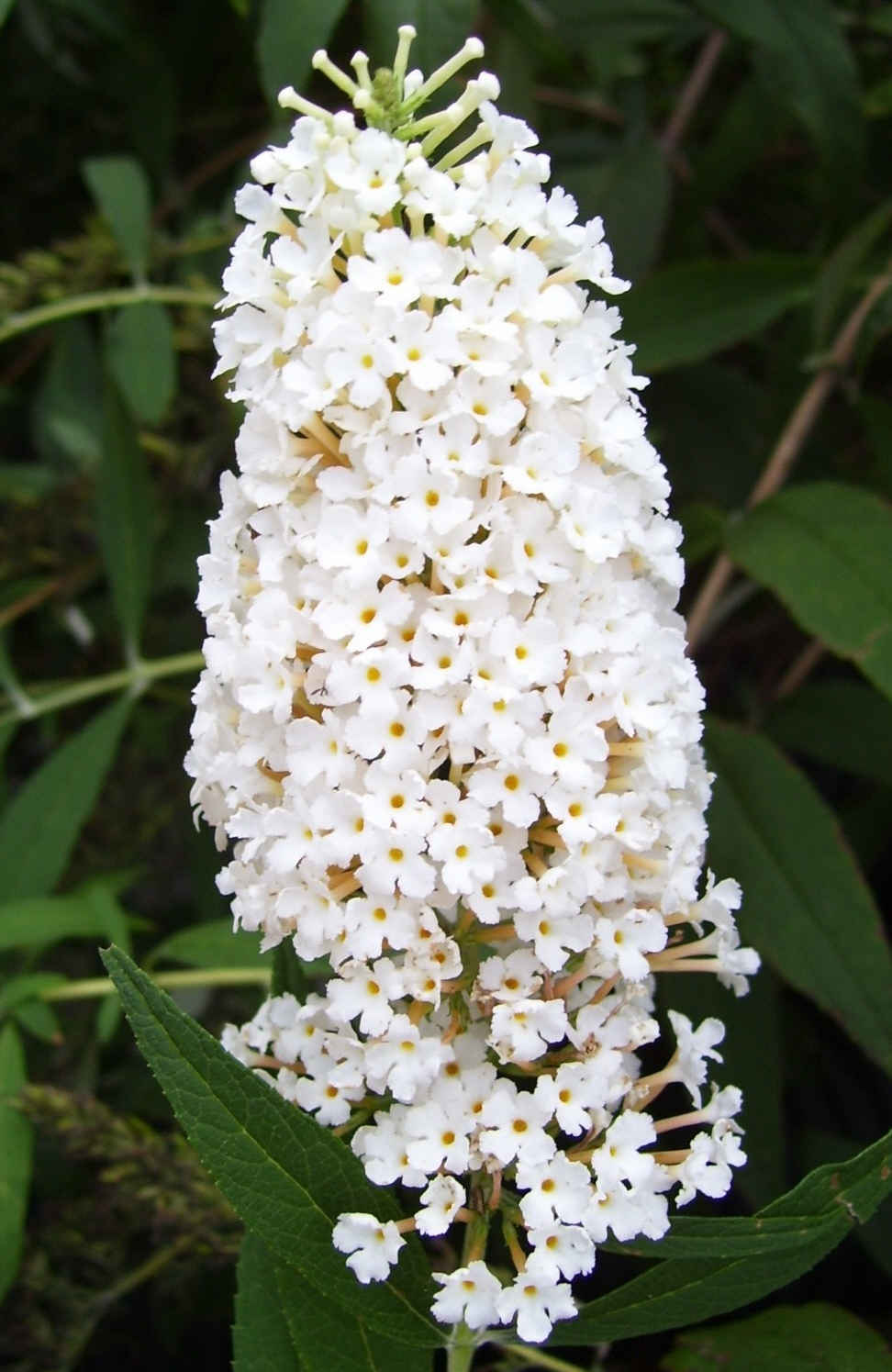 Butterfly Bush, White Profusion