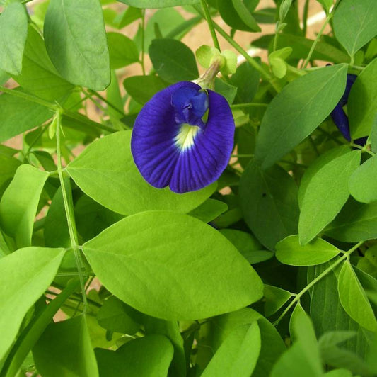 Butterfly Pea