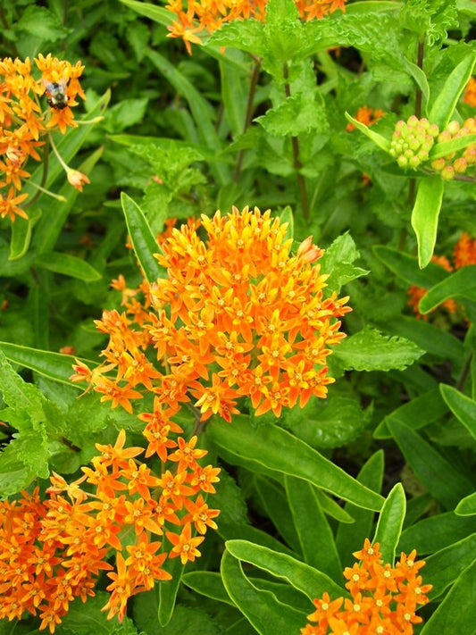 Butterfly Weed