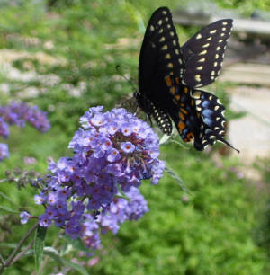 Butterfly Bush, Nanho Blue