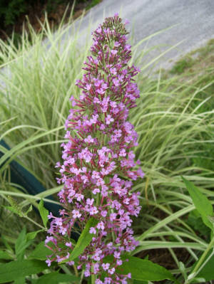 Butterfly Bush, Pink Delight