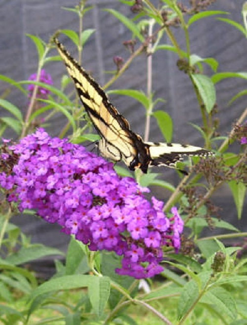 Butterfly Bush, Royal Red