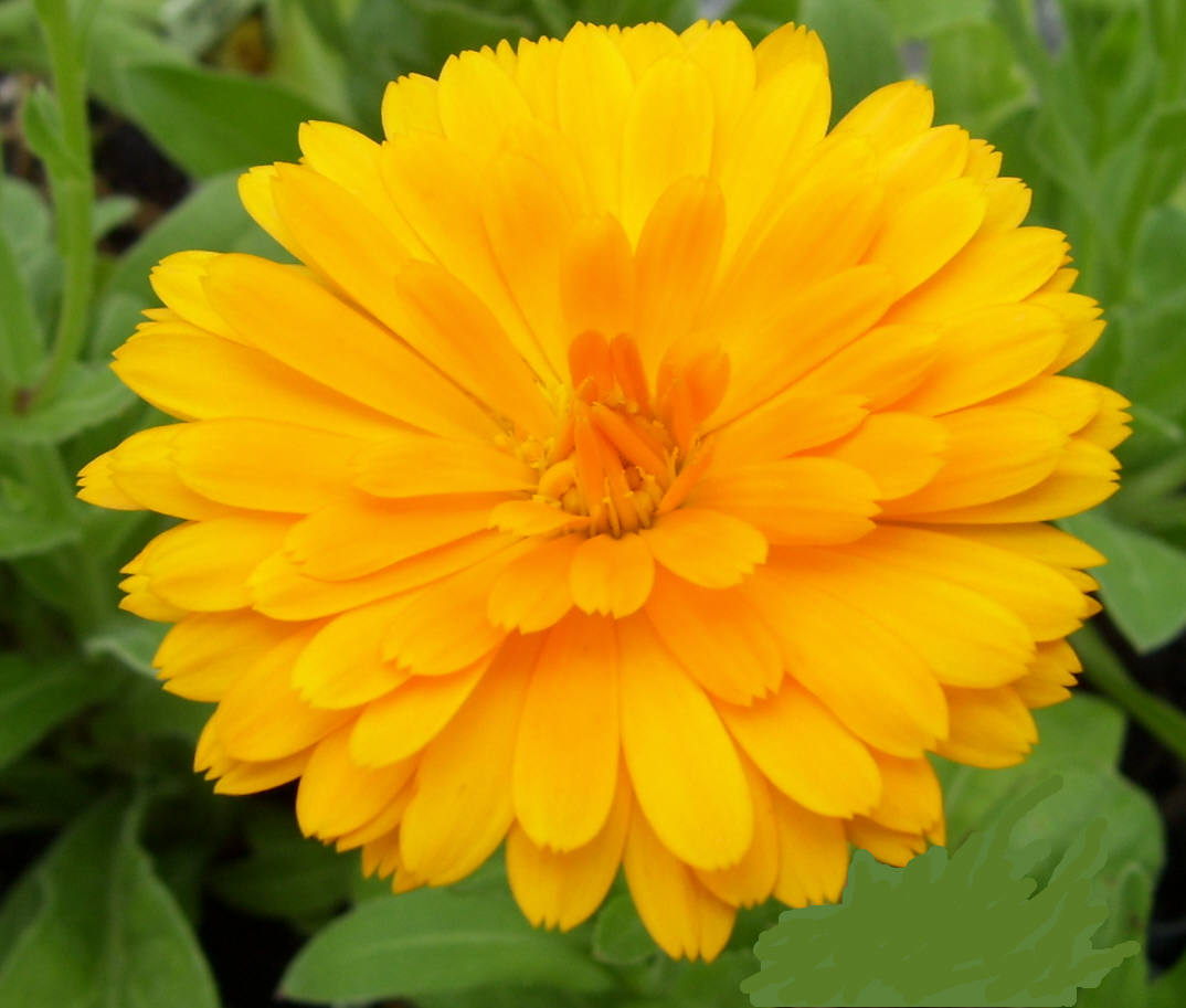 Calendula