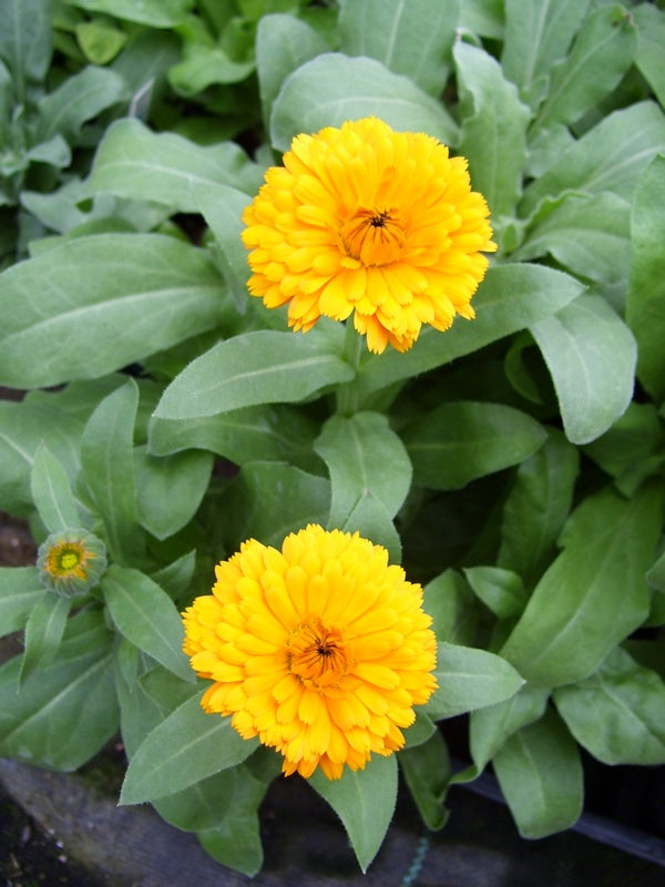 Calendula