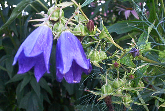 Campanula Kent Bells