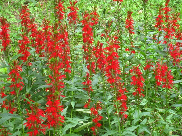 Cardinal Flower