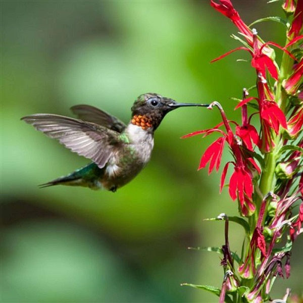 Cardinal Flower