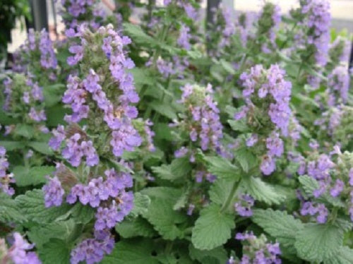 Catmint