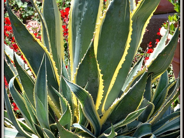 Century Plant - Variegated