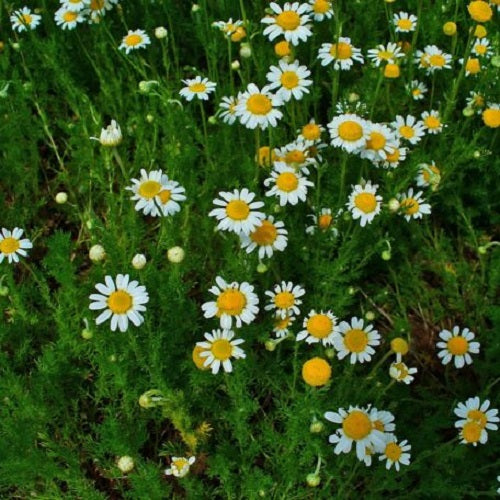 Chamomile, Roman