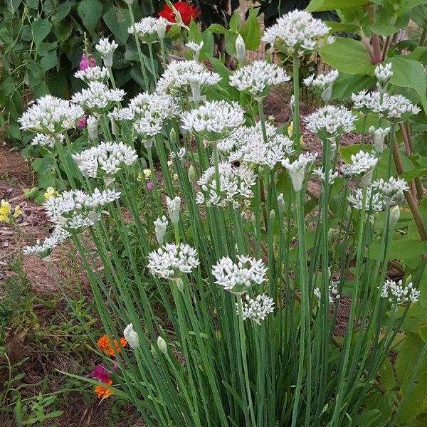 Chives, Garlic