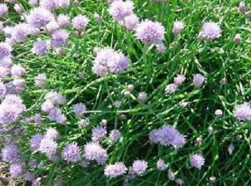 Chives