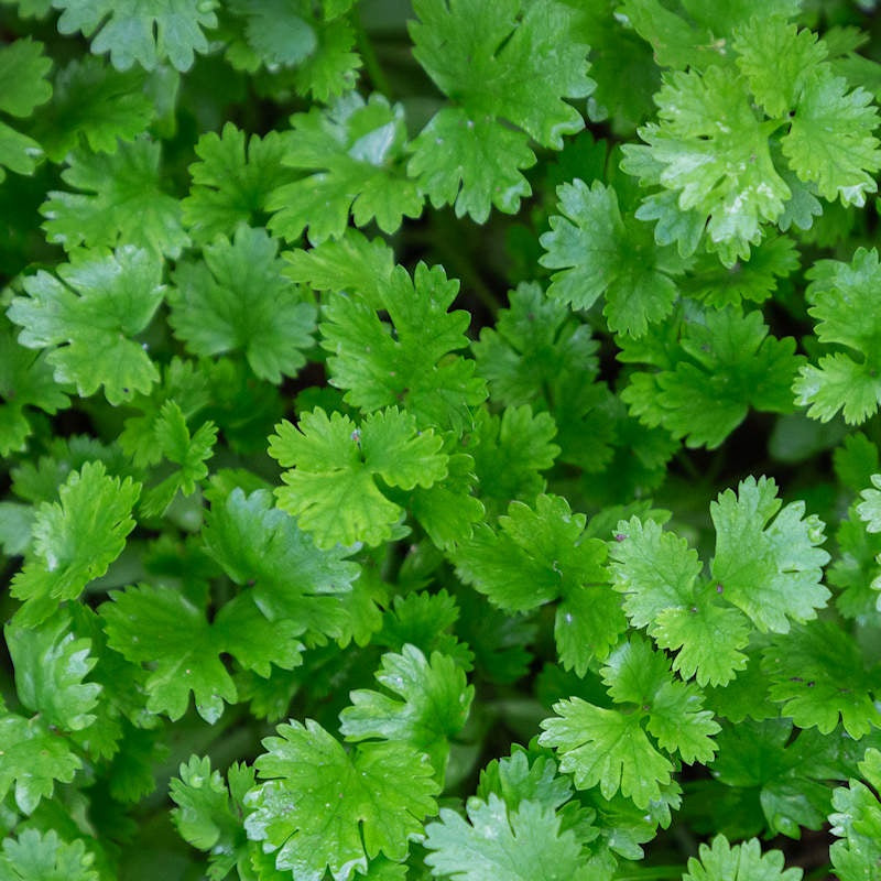 Cilantro