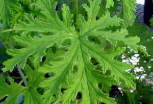 Citronella Geranium, Mosquito Plant