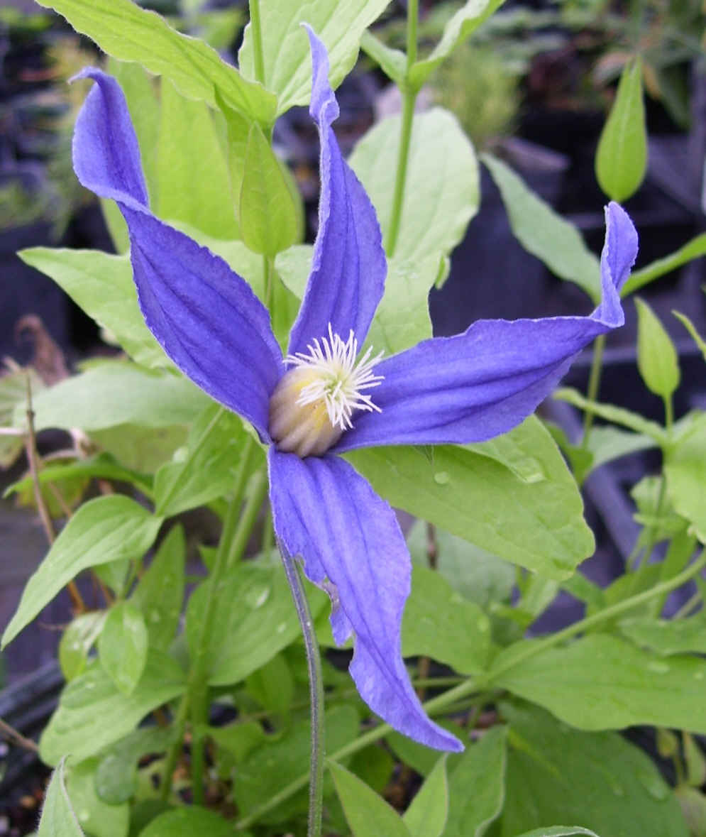 Clematis - Bushy Blue Bell