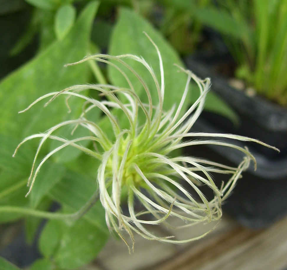 Clematis - Bushy Blue Bell