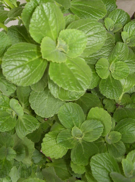 Coleus Canina