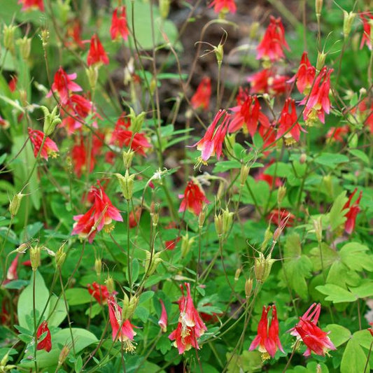 Columbine - Eastern Red