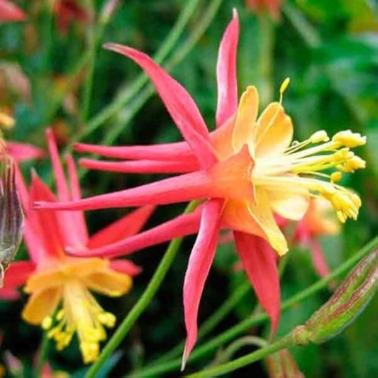 Columbine 'Tequila Sunrise'