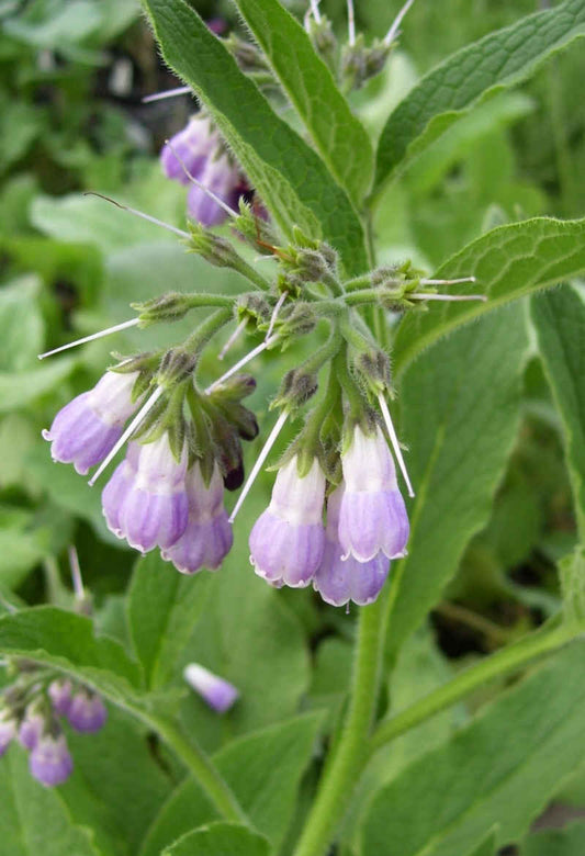 Comfrey