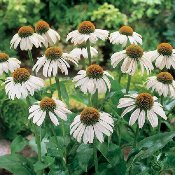 Coneflower, White Swan