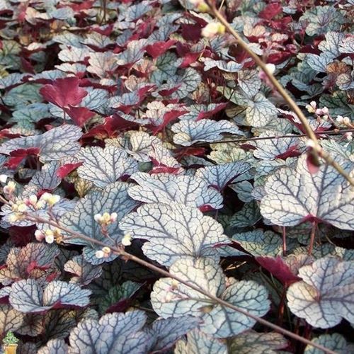 Coral Bells 'Silver Scrolls'