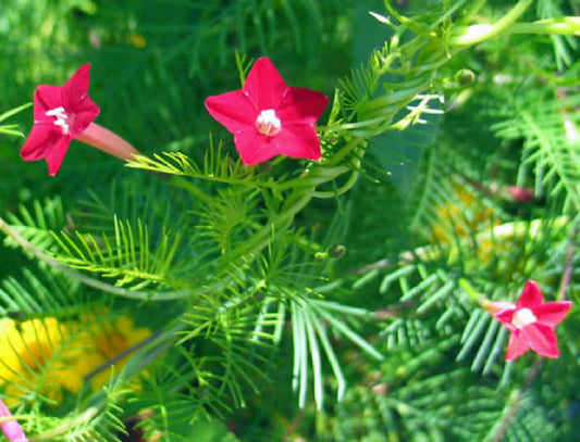 Cypress Vine