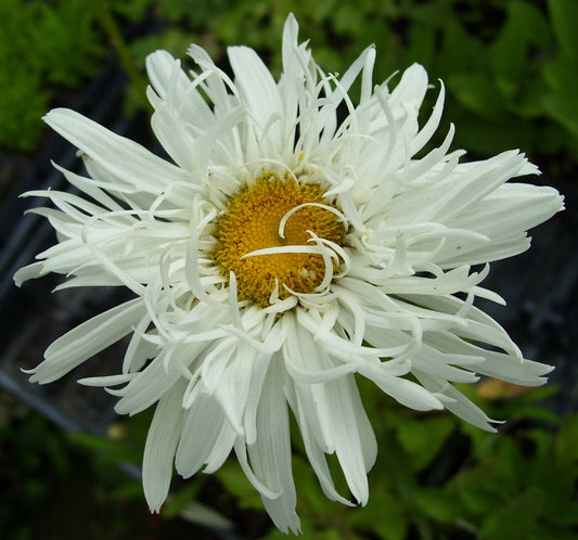 Shasta Daisy, Crazy Daisy