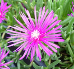 Hardy Ice Plant, Pink,  "Cooperi"