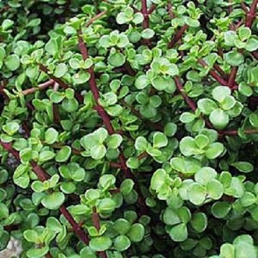 Elephant Bush, Portulacaria afra