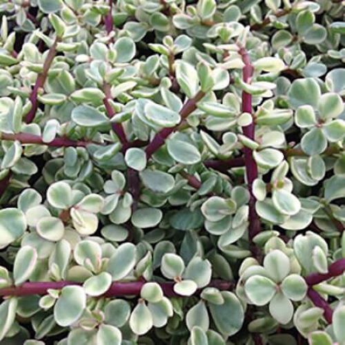 Elephant Bush, Variegated (Rainbow Bush) Portulacaria