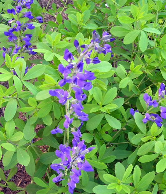 False Indigo