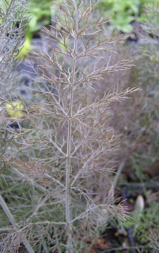 Fennel, Bronze