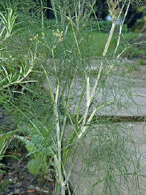 Fennel