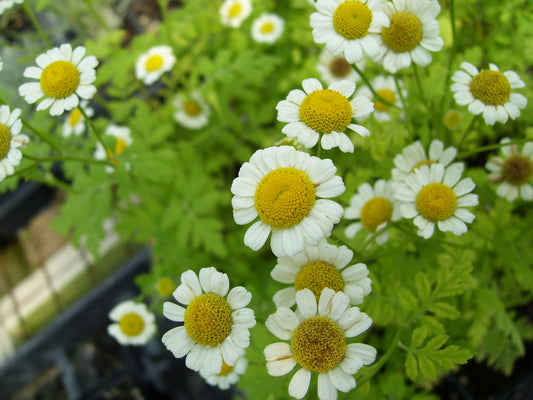 Feverfew