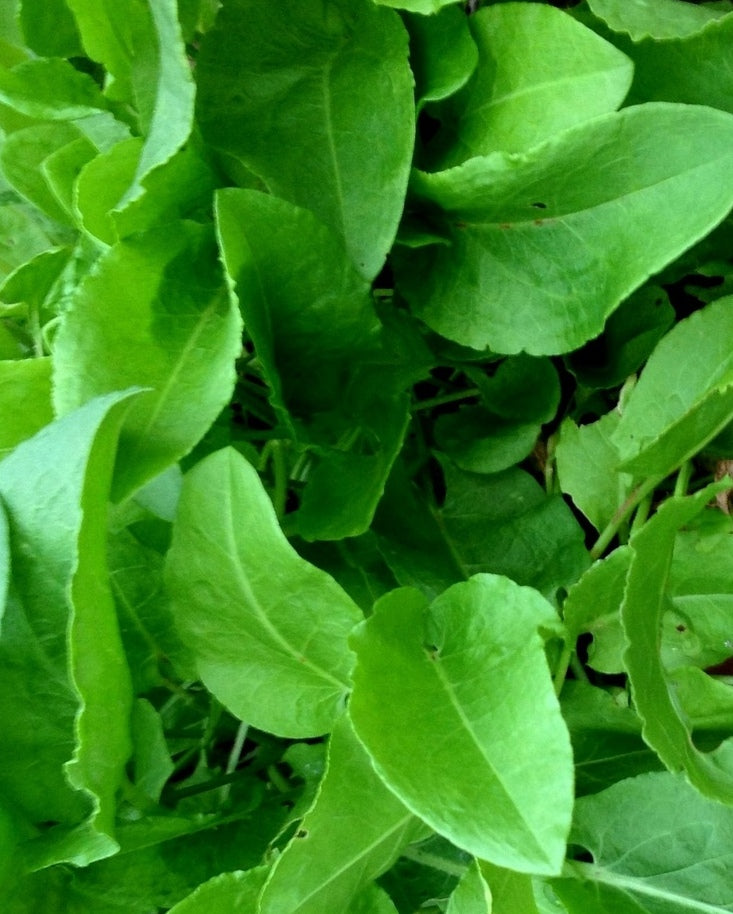 Sorrel, French