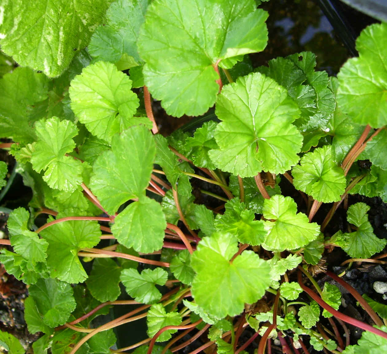 Geranium, Coconut