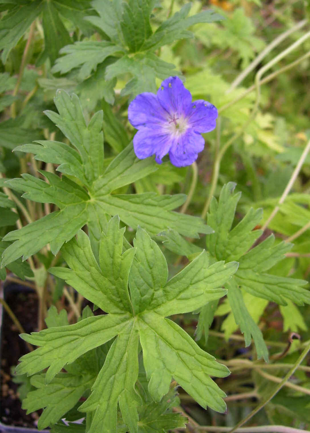 Geranium "Johnson's Blue"