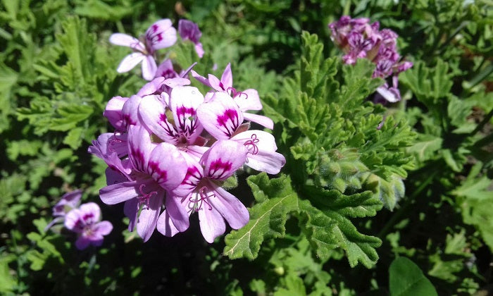 Geranium, Rose