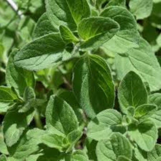 Oregano, Greek